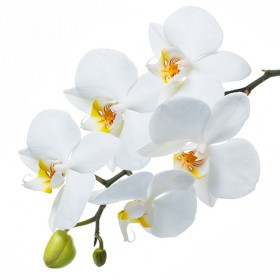 Стол обеденный Танго белый/Орхидея в Яровом - yarovoe.katalogmebeli.com | фото 3